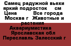 Самец радужной вьехи яркий подросток 15 см › Цена ­ 350 - Все города, Москва г. Животные и растения » Аквариумистика   . Ярославская обл.,Переславль-Залесский г.